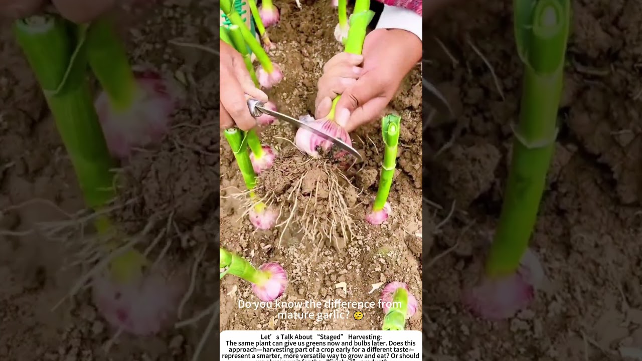 The First Harvest: Picking Young Garlic Greens 🌱