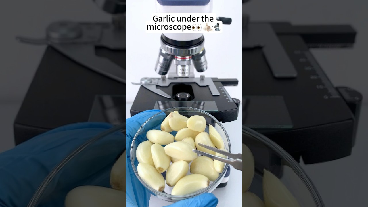 Garlic under the microscope  #microscope #science