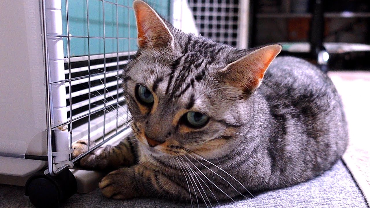 甘ったれでチョー寒がりだと判明した猫ルナ！