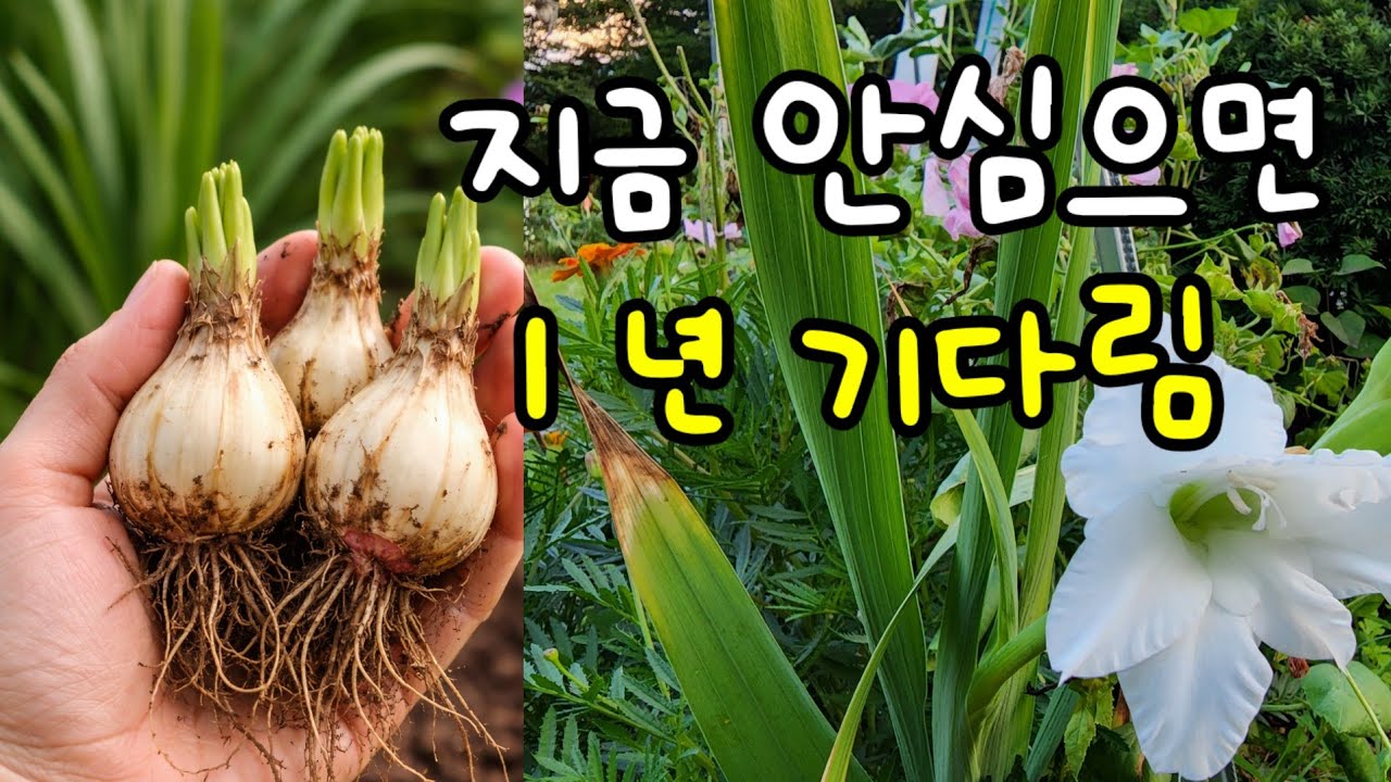 3~4월에 이것 안 심으면 여름에 꽃 없습니다 (구근식물7가지)