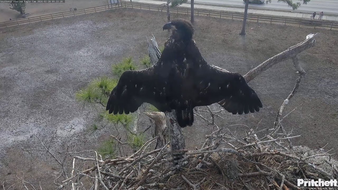 SWFL EAGLE CAM 2026.2.28 The elegant heraldic pose of the E26 on the veranda.