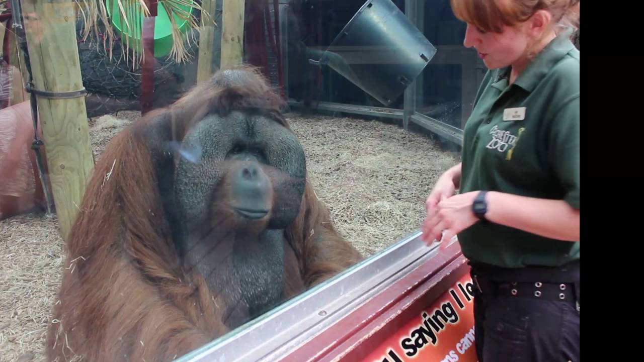 Orangutan Rajang gets gets up close to another baby bump...his keepers!