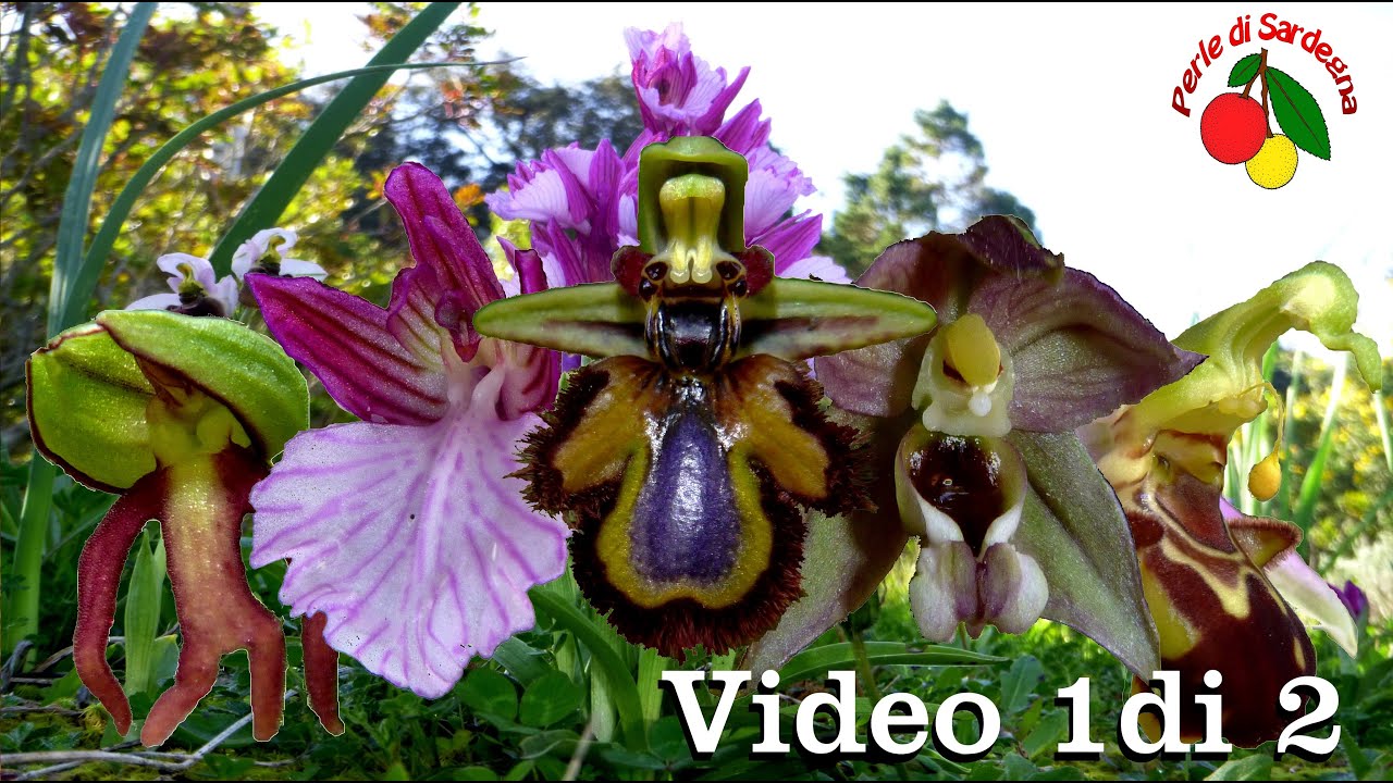Orchidee selvatiche(capitolo 1)