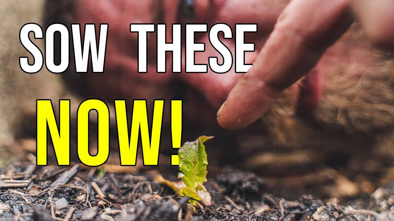 FIRST OUTDOOR SOWINGS : Planting Radish, Spinach, Lettuce & Carrots!