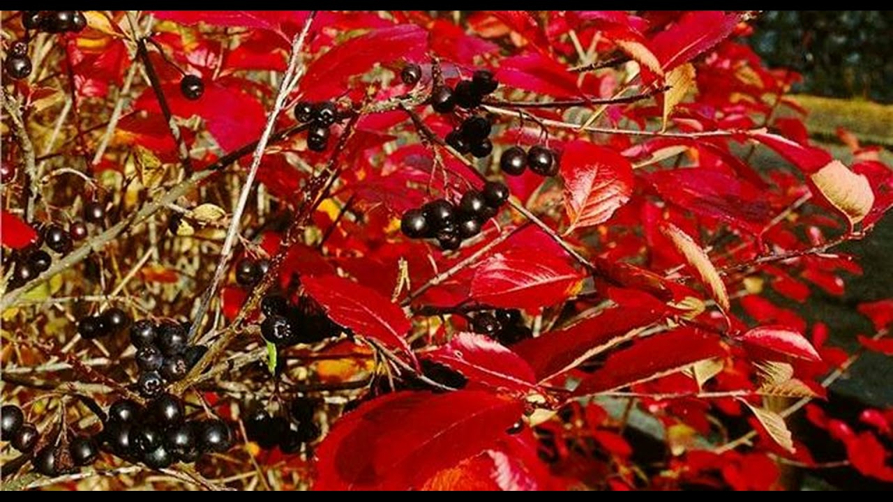 Aronia, p&aring; dansk surb&aelig;r - perfekt til uklippet h&aelig;k