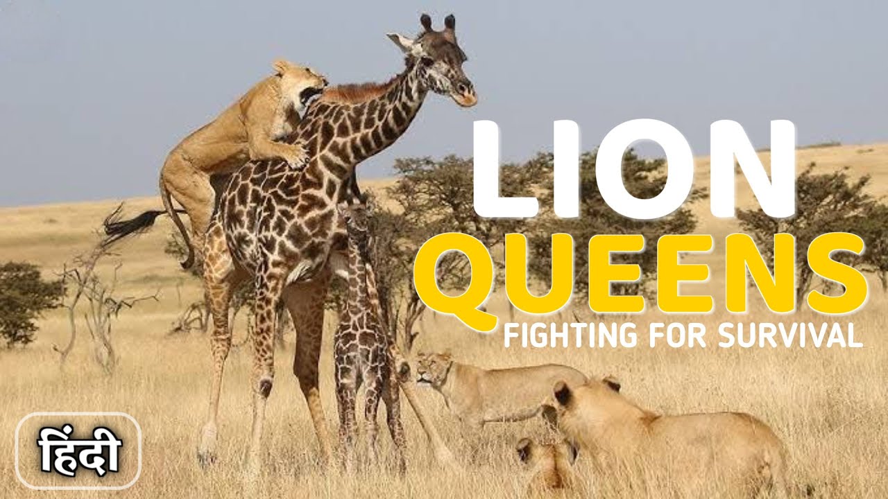 Lion Queens: Fighting For Survival | Lion Documentary | Animal Planet  In Hindi