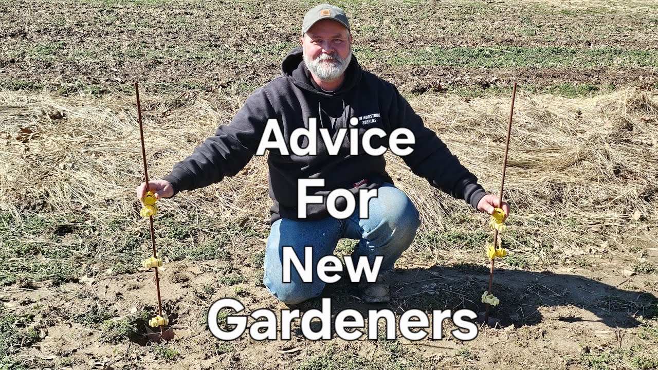 This mistake can damage plants and reduce yields.