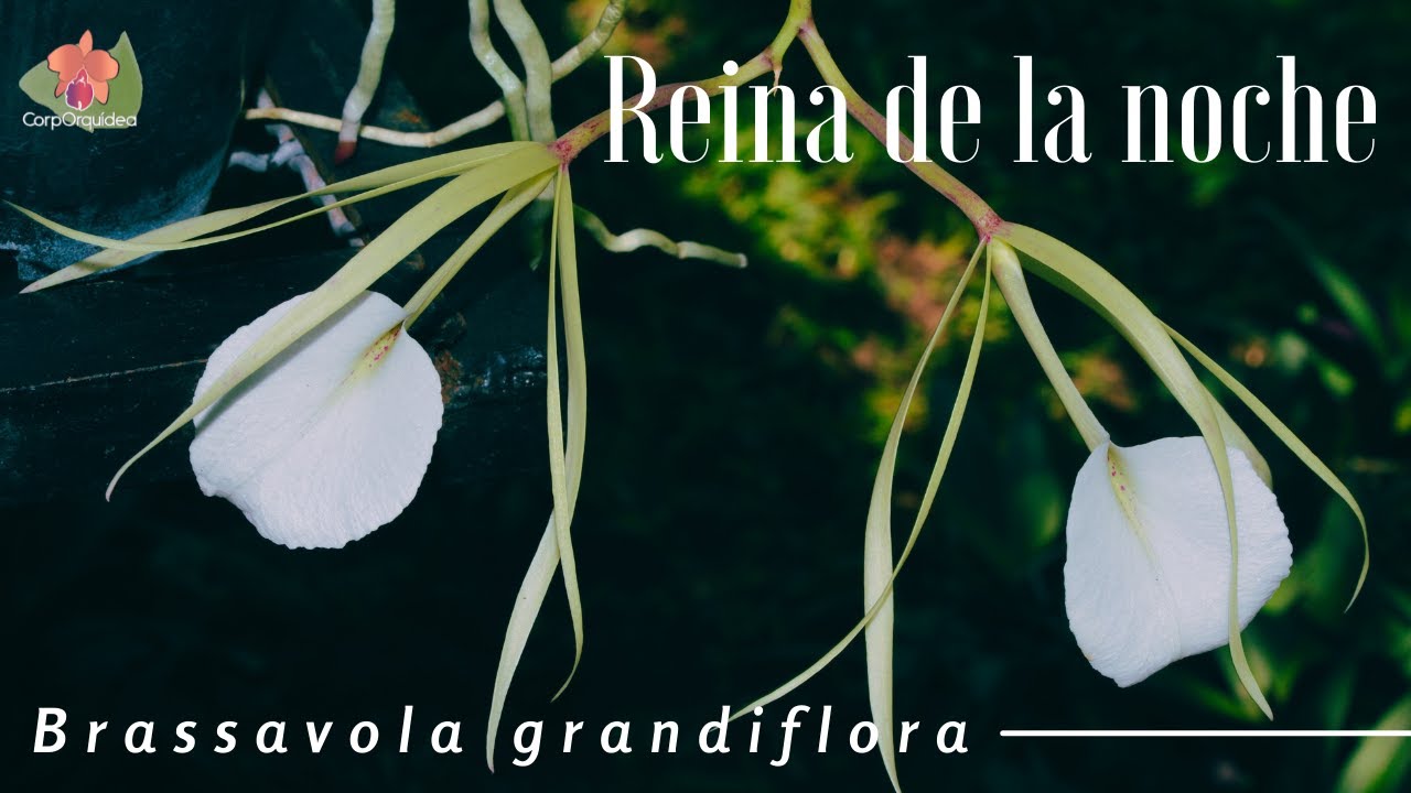 👸Brassavola grandiflora- La Reina de la noche - Orquídeas gigantes -Corporquídea