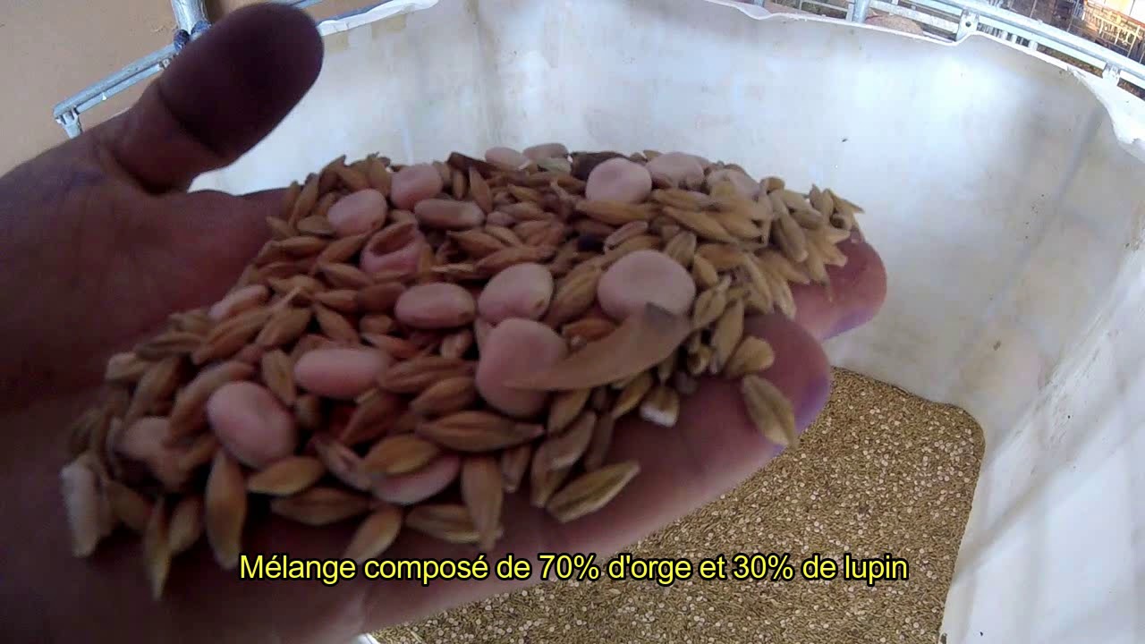L'alimentation des brebis