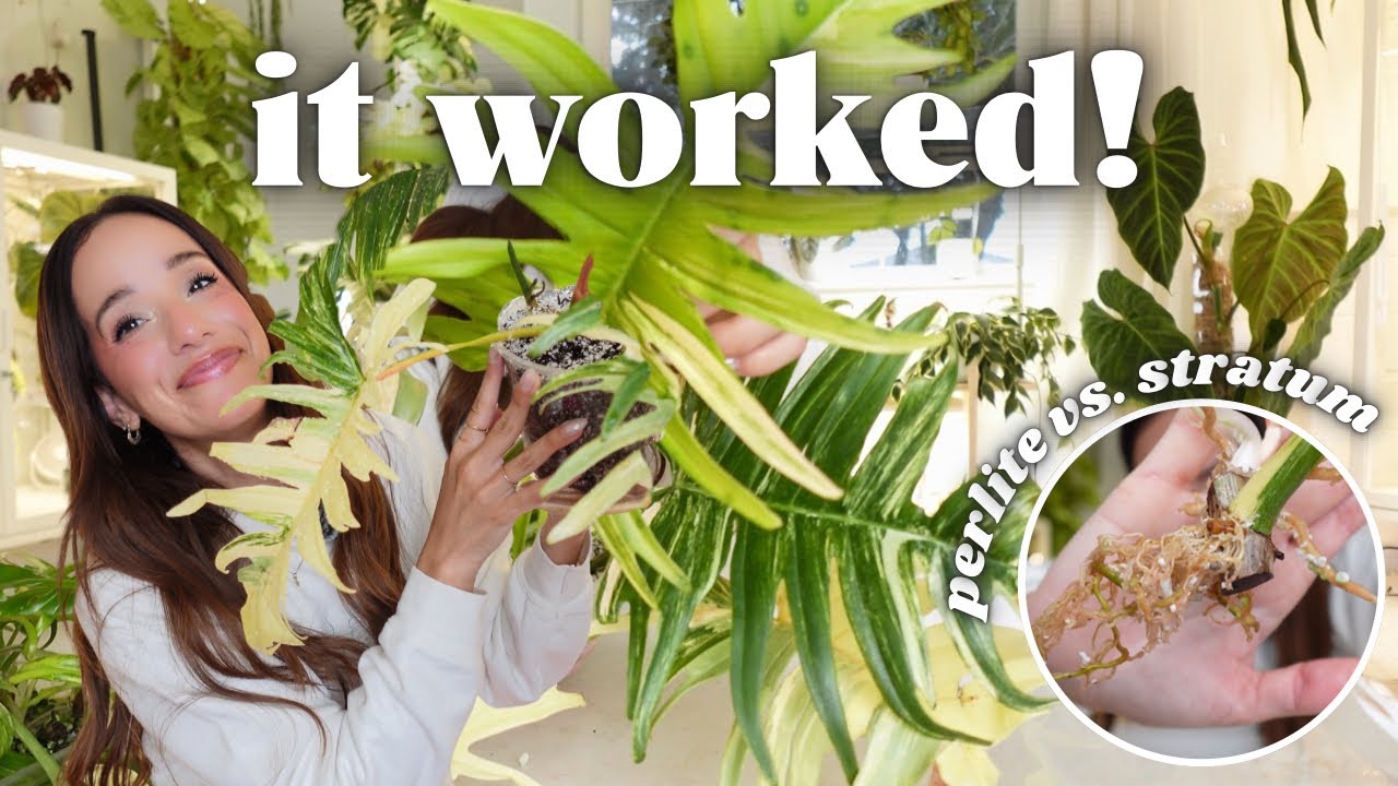 Philodendron tortum Florida Beauty ✨ОБНОВЛЕНИЕ✨ Результаты эксперимента по размножению🔬🌱