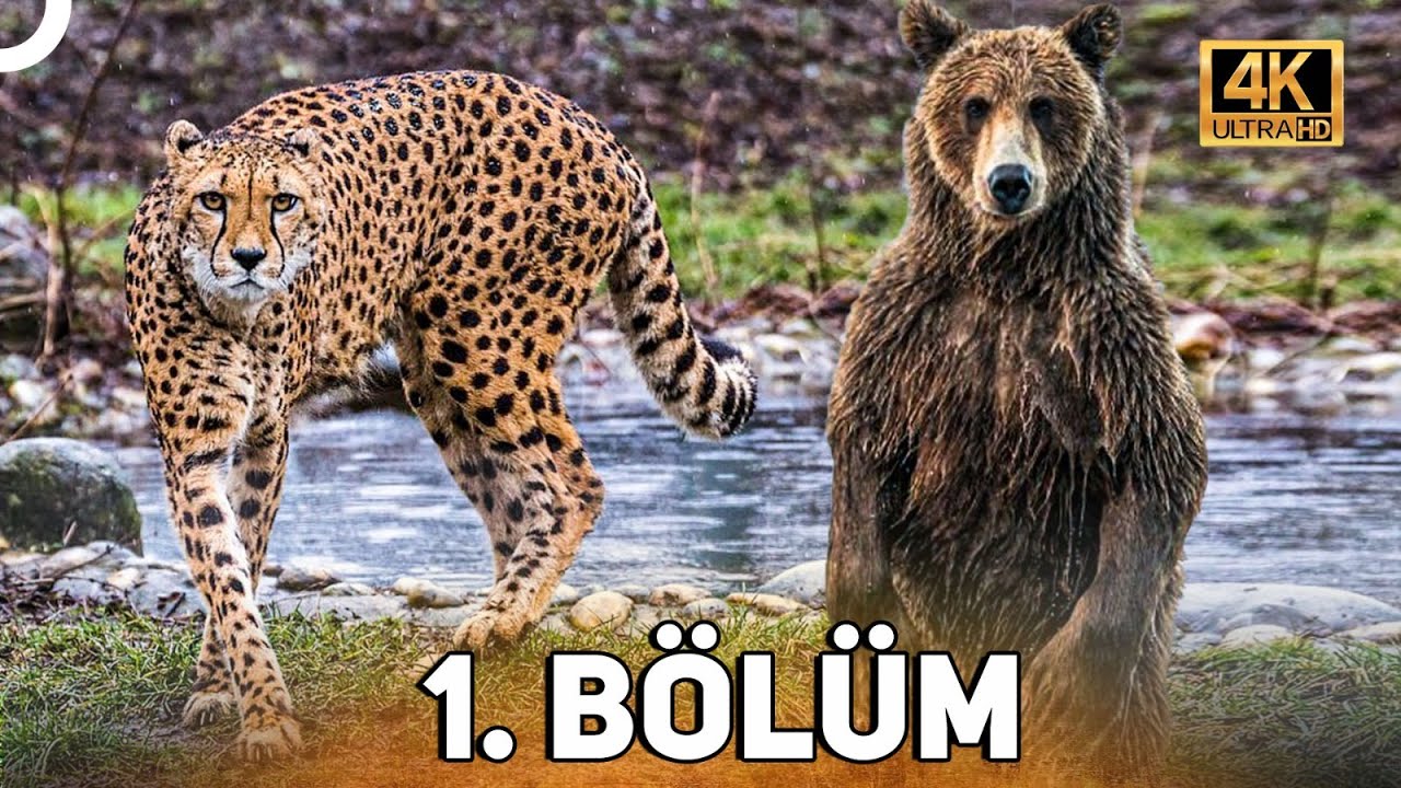 VAHŞİ SER&Uuml;VEN 1. B&Ouml;L&Uuml;M | 4K HAYVAN BELGESELİ