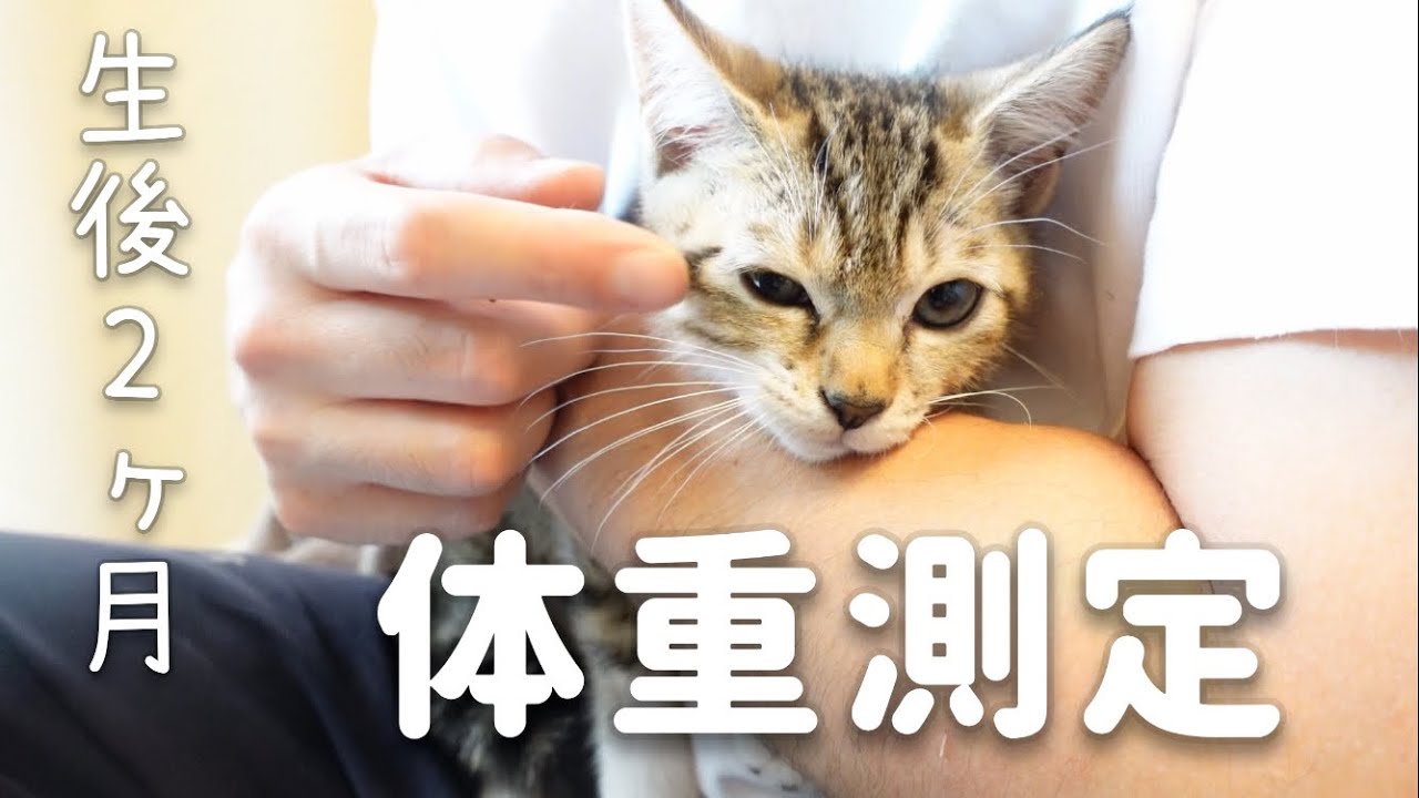 生後2ヶ月の子猫ちゃんズの体重測定。少食な子の体重が気になります…【元野良ママと子猫】