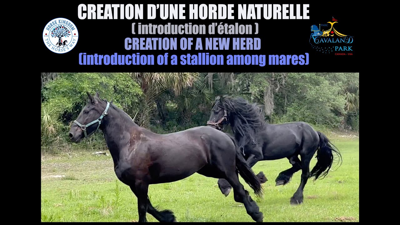 INTRODUCTION of a friesian stallion among mares (new herd) Étalon frison introduit avec juments