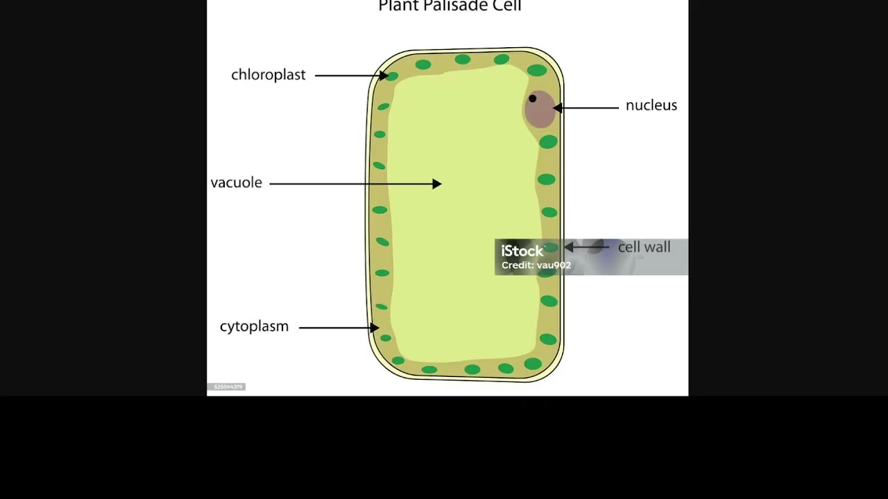SPECIALIZED CELLS BIOLOGY ESSAYS