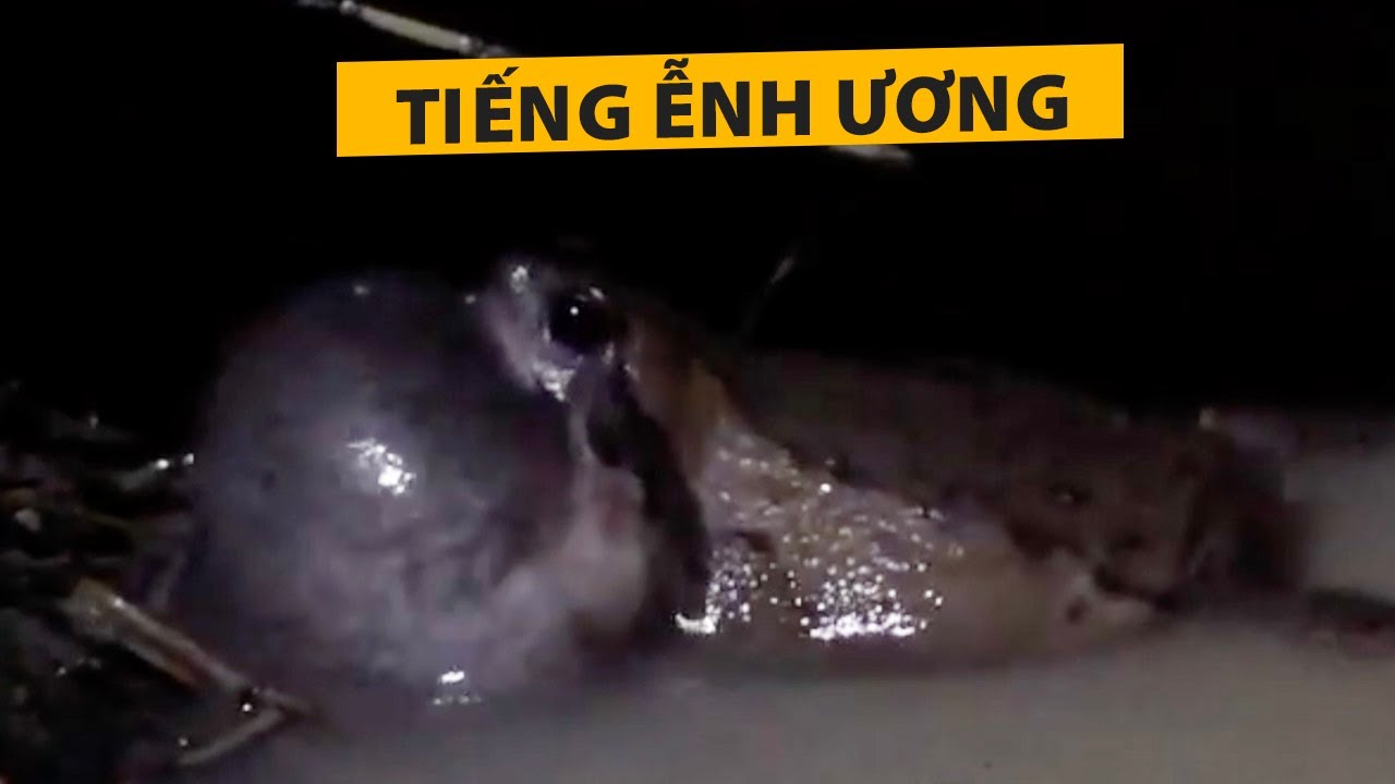 Video ểnh ương kêu giữa trời mưa khuya ở quê