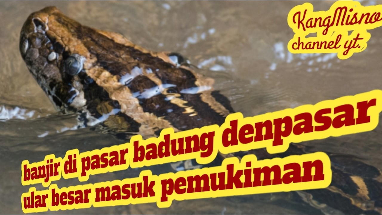 Ular besar masuk pemukiman warga dan  banjir di pasar badung denpasar bali.