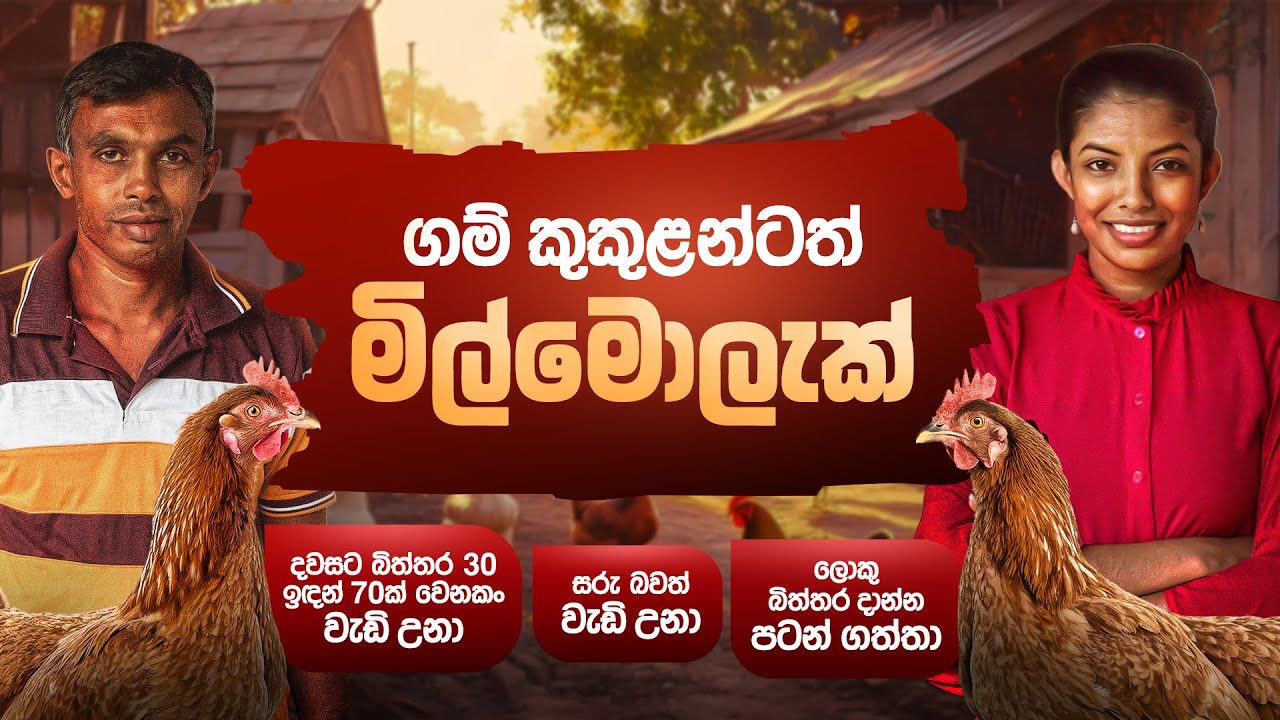 අඩු බිත්තර අස්වැන්නට විසඳුමක් | ගම් කුකුලු පාලනය | Milmolac | Farm Innovation Solutions