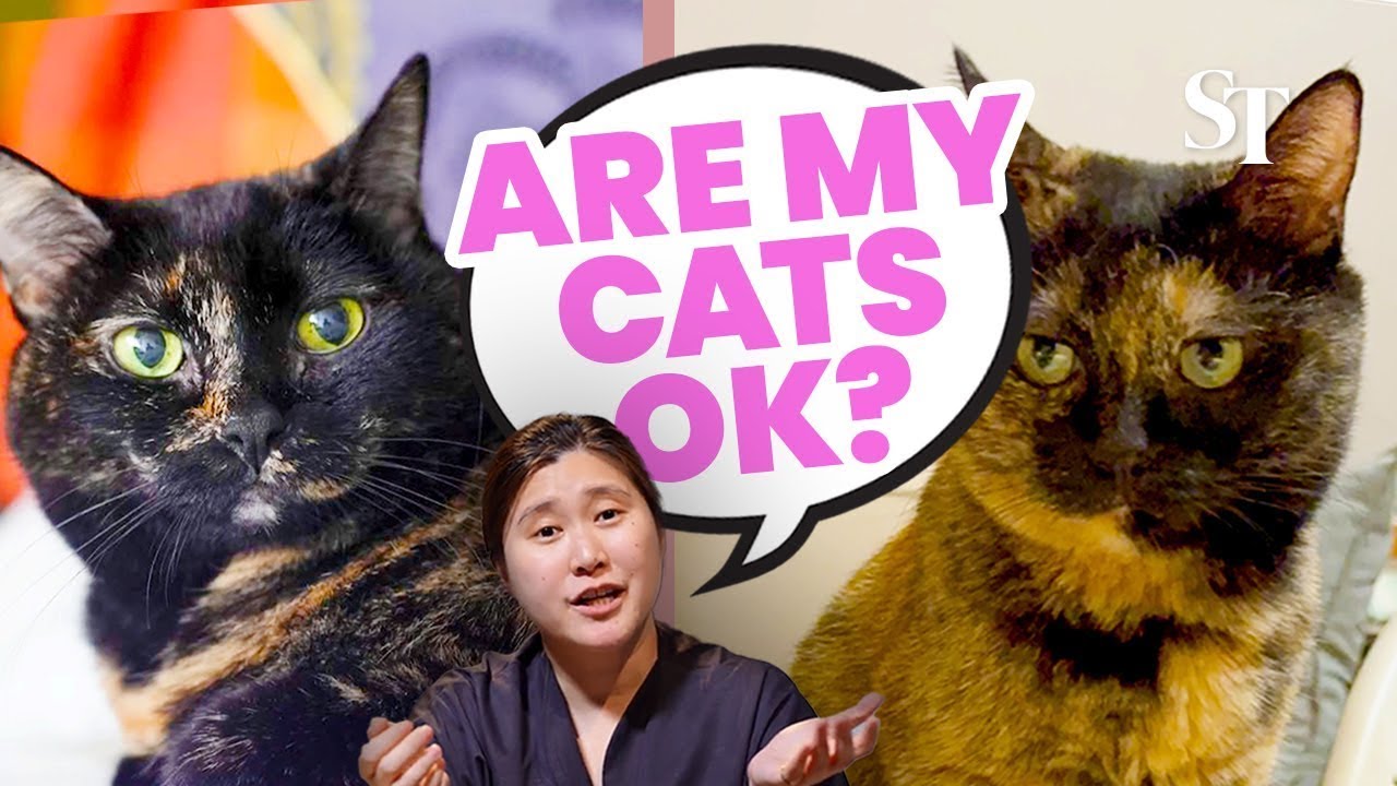 Why won't my cat bury its poop? Trying an animal communicator to solve my cats’ problems