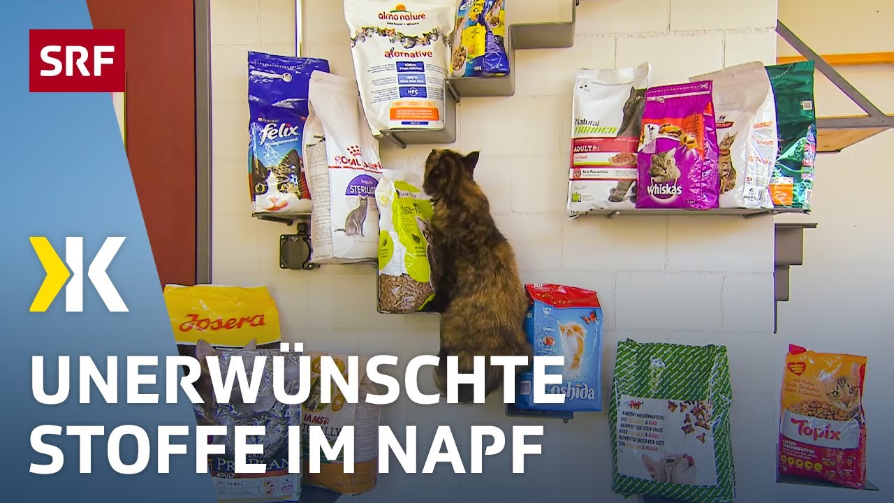Katzenfutter im Test: Gesundheitsgefährdende Stoffe im Katzennapf | 2018 | Kassensturz | SRF