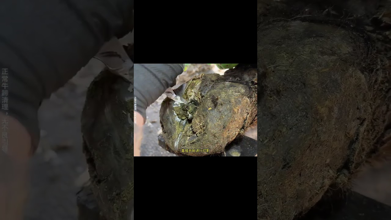 糟糕牛蹄修剪過程很解壓！ #牛蹄  #助眠  #解压  #animals  #修剪牛蹄