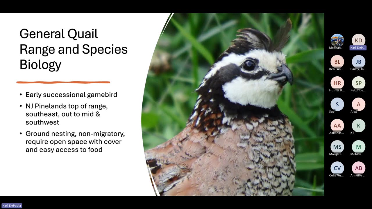 Wildlife Wednesdays Webinar Series: Northern Bobwhite Quail Ecology & Conservation