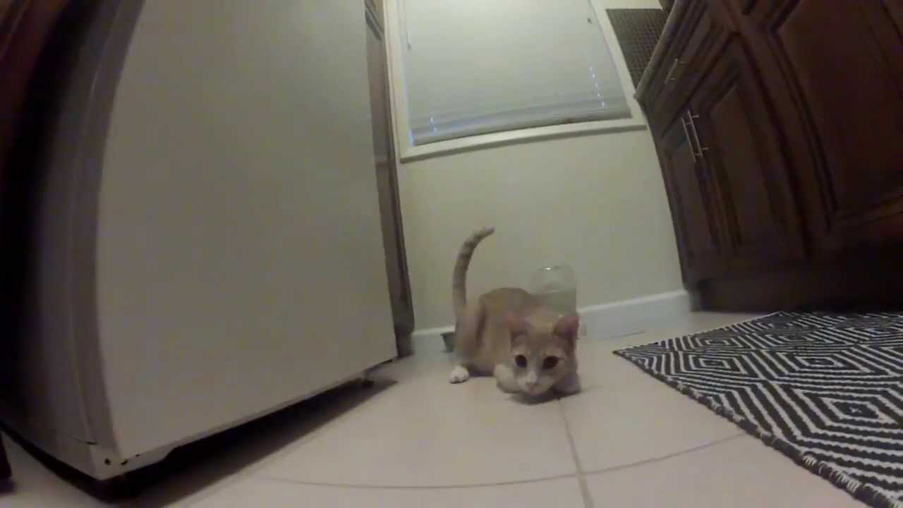 Day in the Life of a Cat