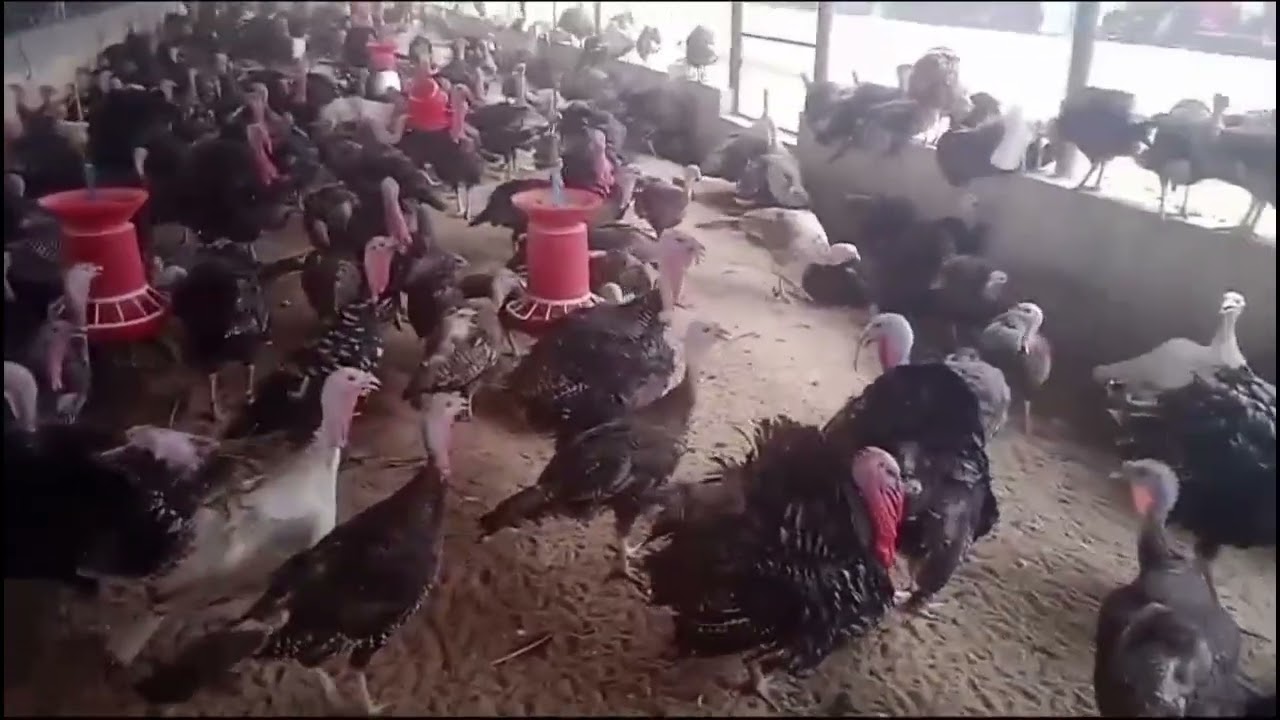 Turkey chicks 45 day old available for sale 8103145060 Madhya Pradesh chhindwara ALL INDIA Transport