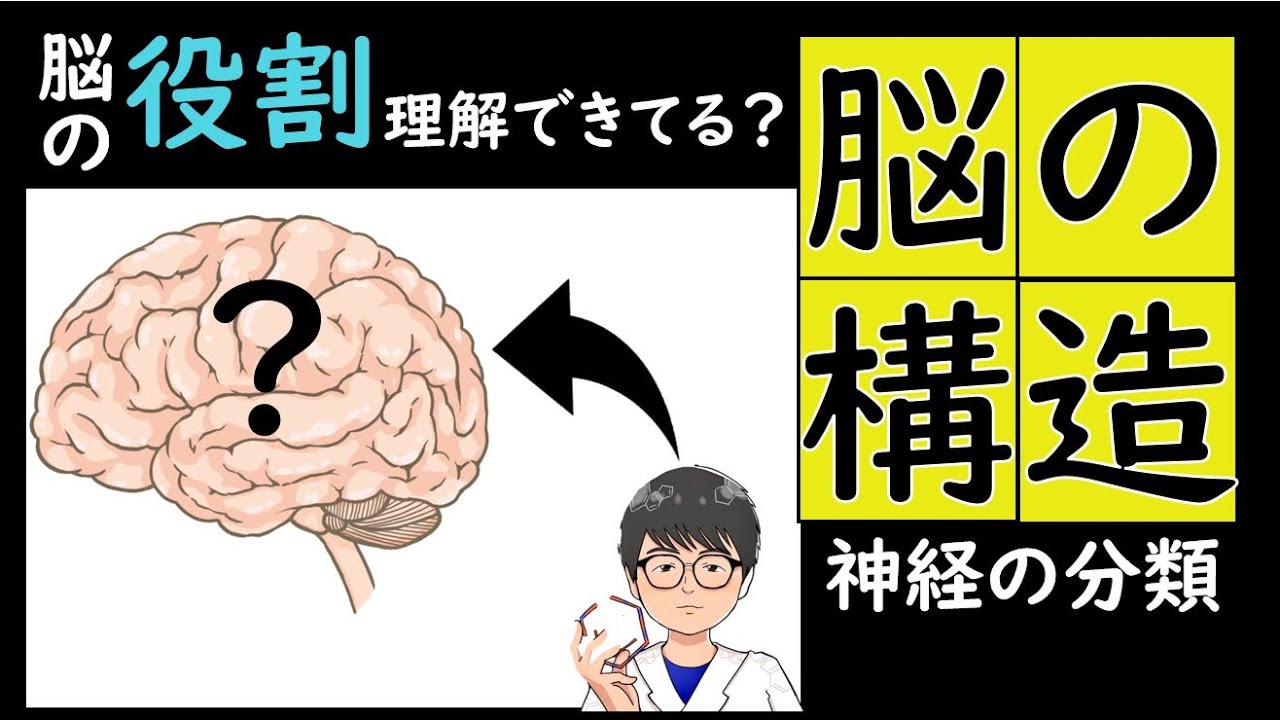 脳の構造と神経系