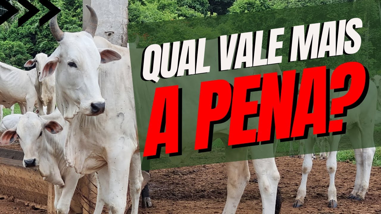 Cria&ccedil;&atilde;o de Vacas Paridas ou Engorda de Bezerros: Qual Oferece o Melhor Retorno Financeiro?