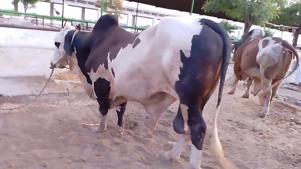 Best Bull Breeder in Farm || Animobirds 360