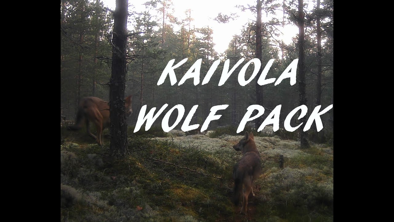 Kaivola wolf pack