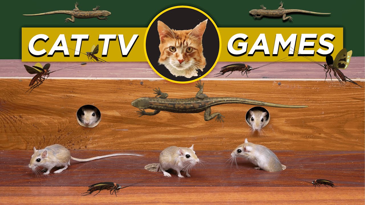 Cat Games : Mice, Lizard, Cockroaches & Squirrel in a Fun Game for Cats to Watch - Best Cat Games