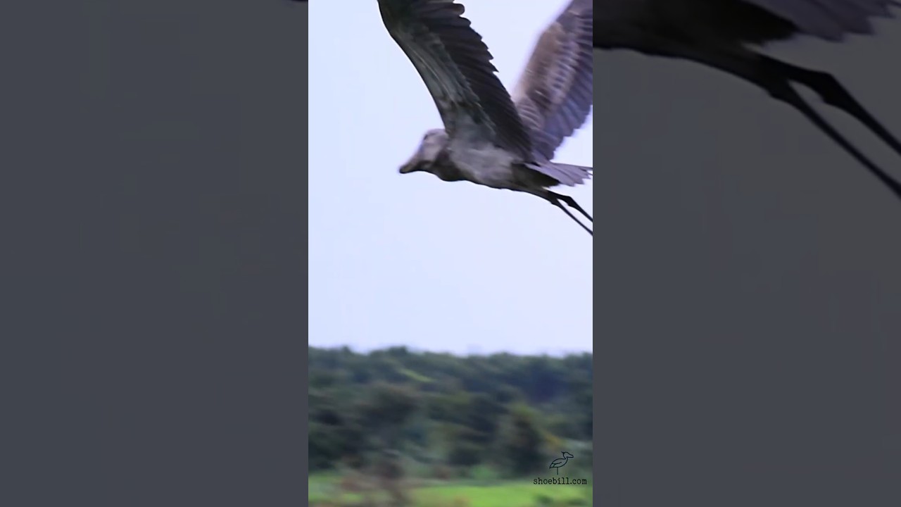 Shoebill Flying
