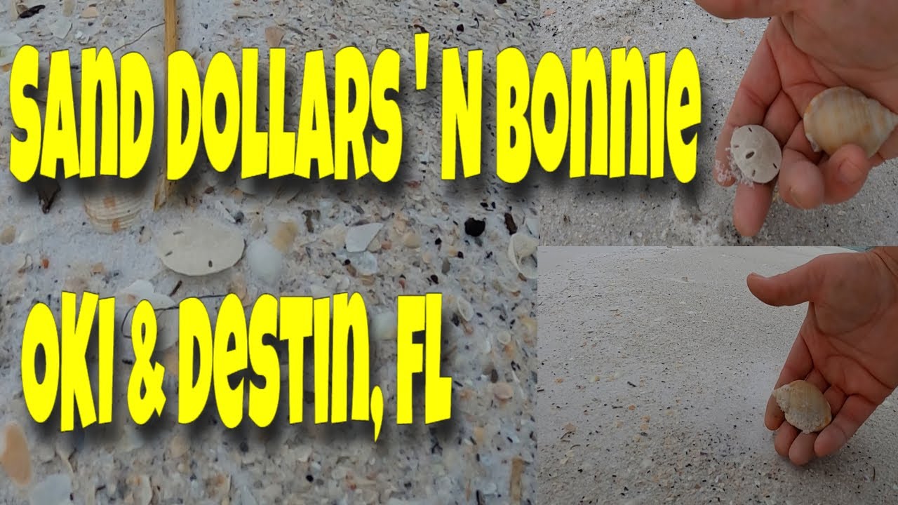 Sand Dollar Shelling Okaloosa Island And A Visit To Destin's Harborwalk Village