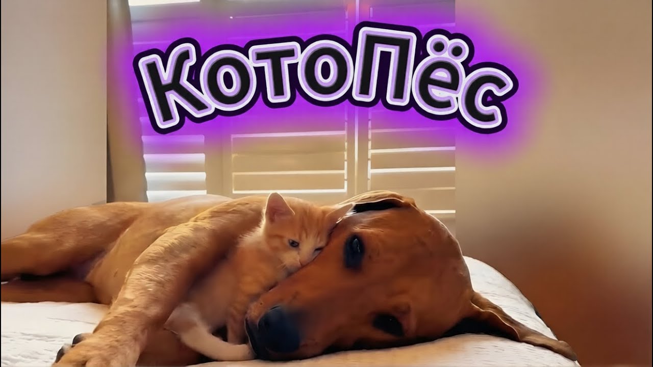 КотоПес. Cute Satisfying Animals Compilation | Cats & Dogs Together