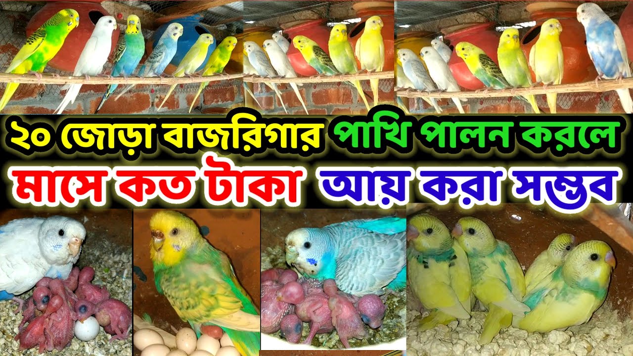 বাজরিগার পাখি ২০ জোড়া পালন করে মাসে কত টাকা আয় করা সম্ভব || Birds of village