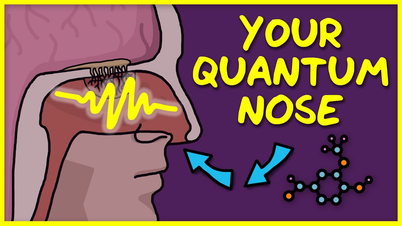 You Use Quantum Physics to Smell
