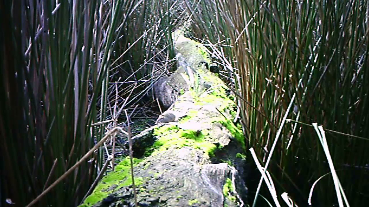 A video of a Yellow footed antechinus at the Pollack Swamp
