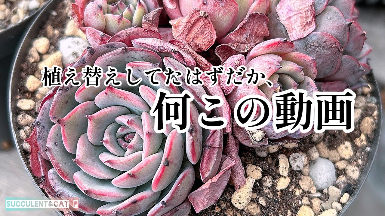 【多肉植物】 これ何の動画？植え替え動画のはずやで