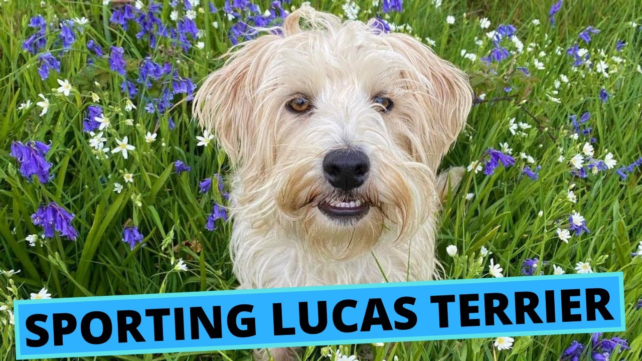 Sporting Lucas Terrier - TOP 10 Interesting Facts