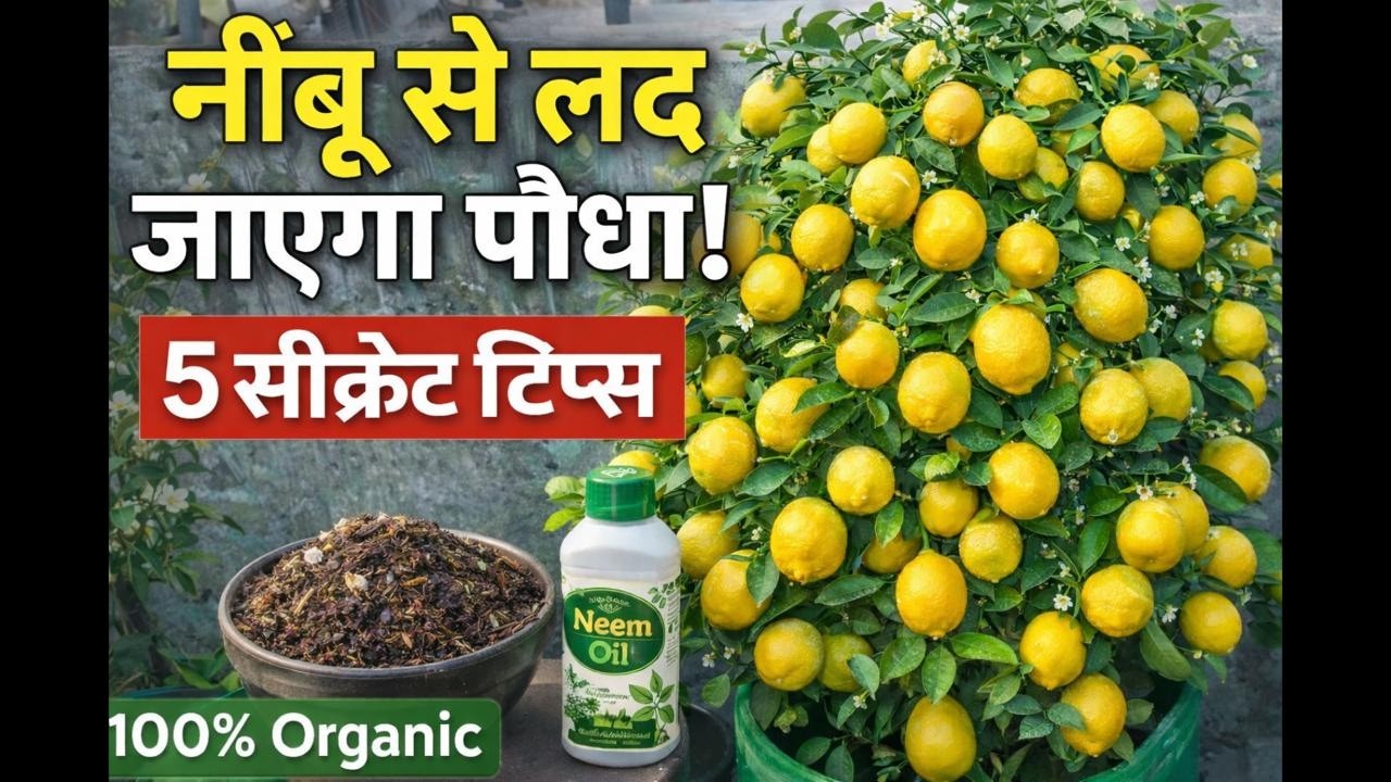 नींबू के पौधे में आएंगे ढेरों फल! 🍋 बस करें ये 5 काम | How to Grow Lemon Plant at Home 
