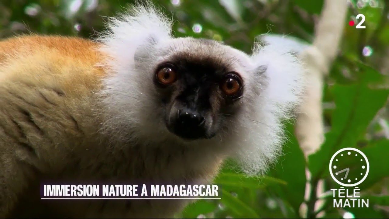 Nature - Immersion nature à Madagascar