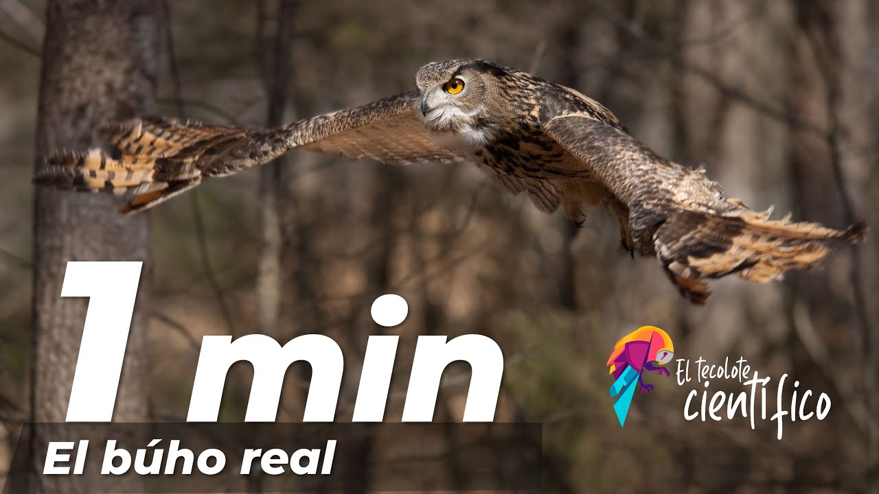 El b&uacute;ho real euroasi&aacute;tico (Bubo bubo) EN UN MINUTO