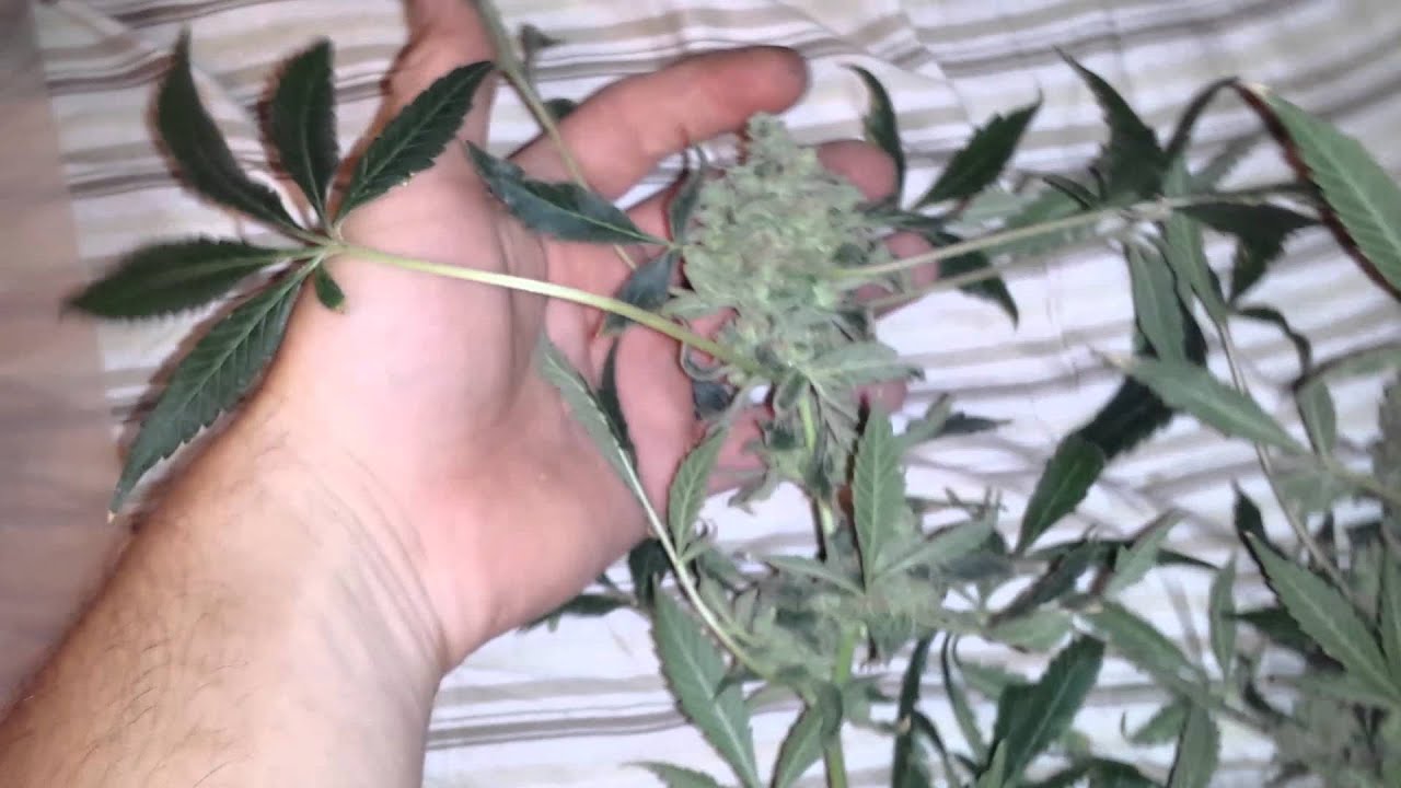Gods bud harvest pt.1