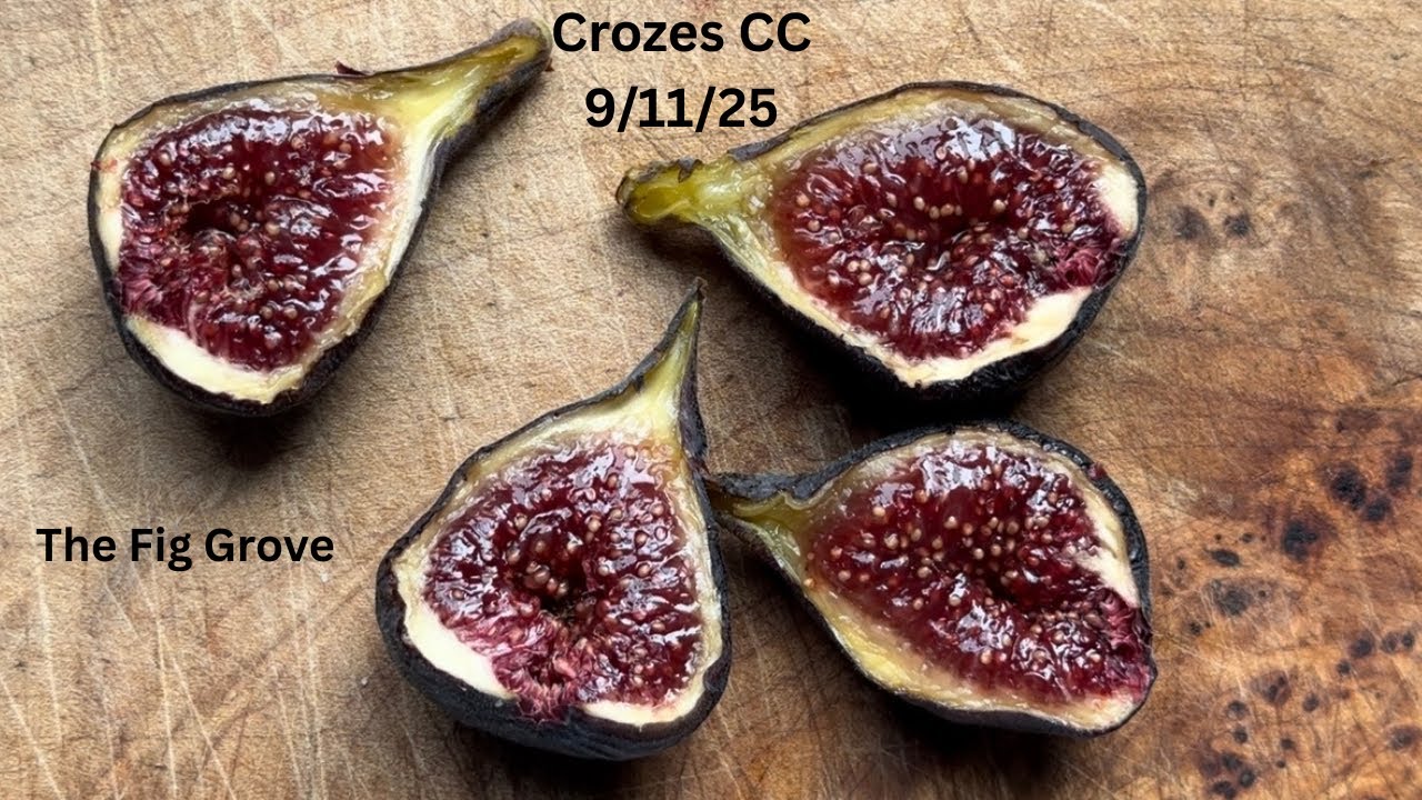 A new and IMPROVED version of Crozes? 