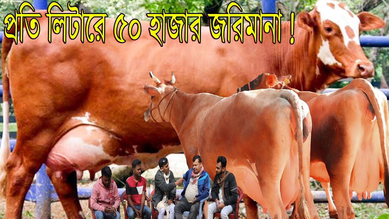 প্রতি লিটারে ৫০হাজার জরিমানা ! মিলন মানেই জাতে সেরা দামে সাশ্রয়।ভরপুর কাস্টমার ভরপুর বিক্রি !গরুরহাট