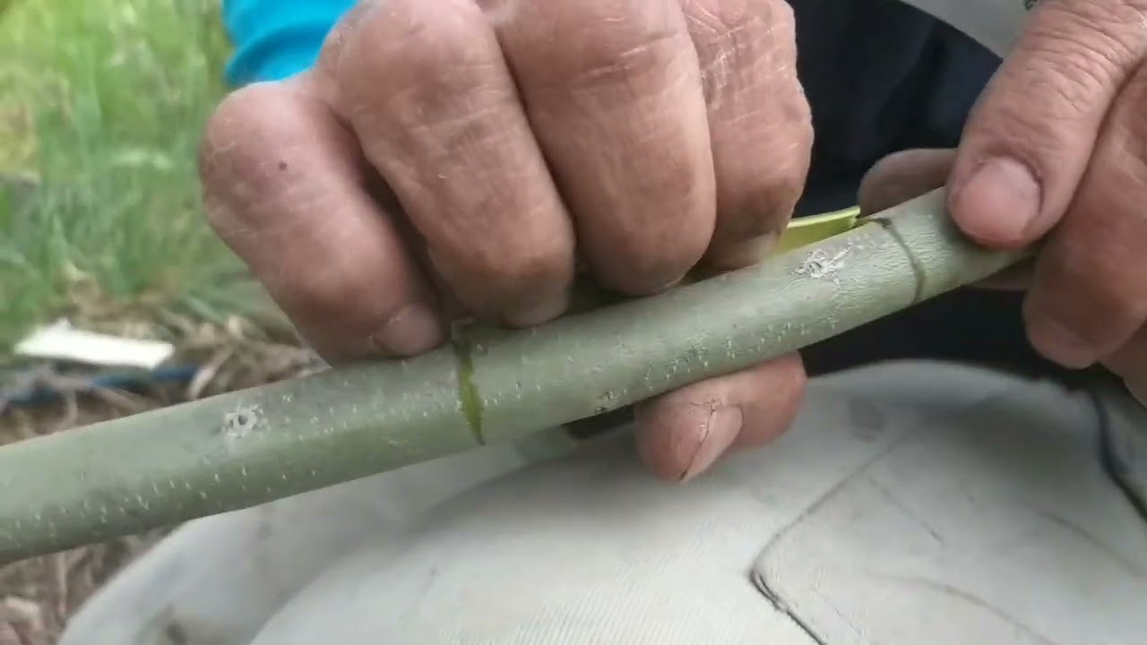 Zeytinde göz aşısı yapımı