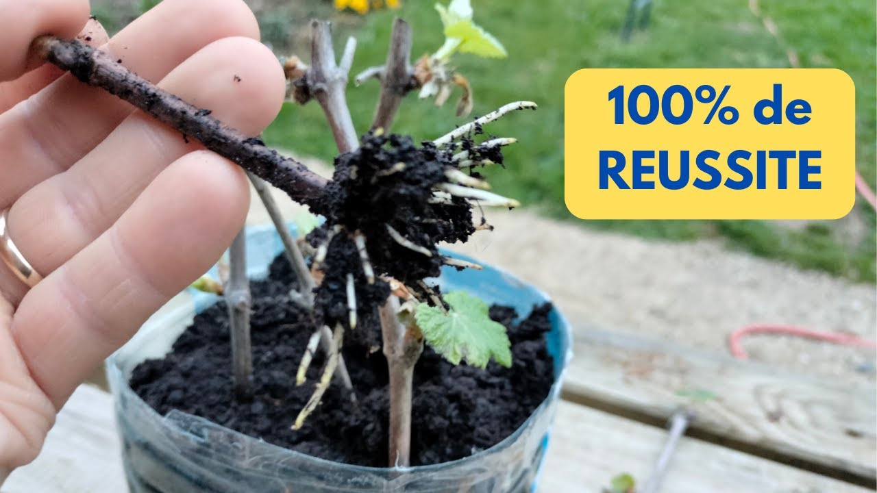 Bouture de VIGNE en BOUTEILLE PLASTIQUE, très FACILE 