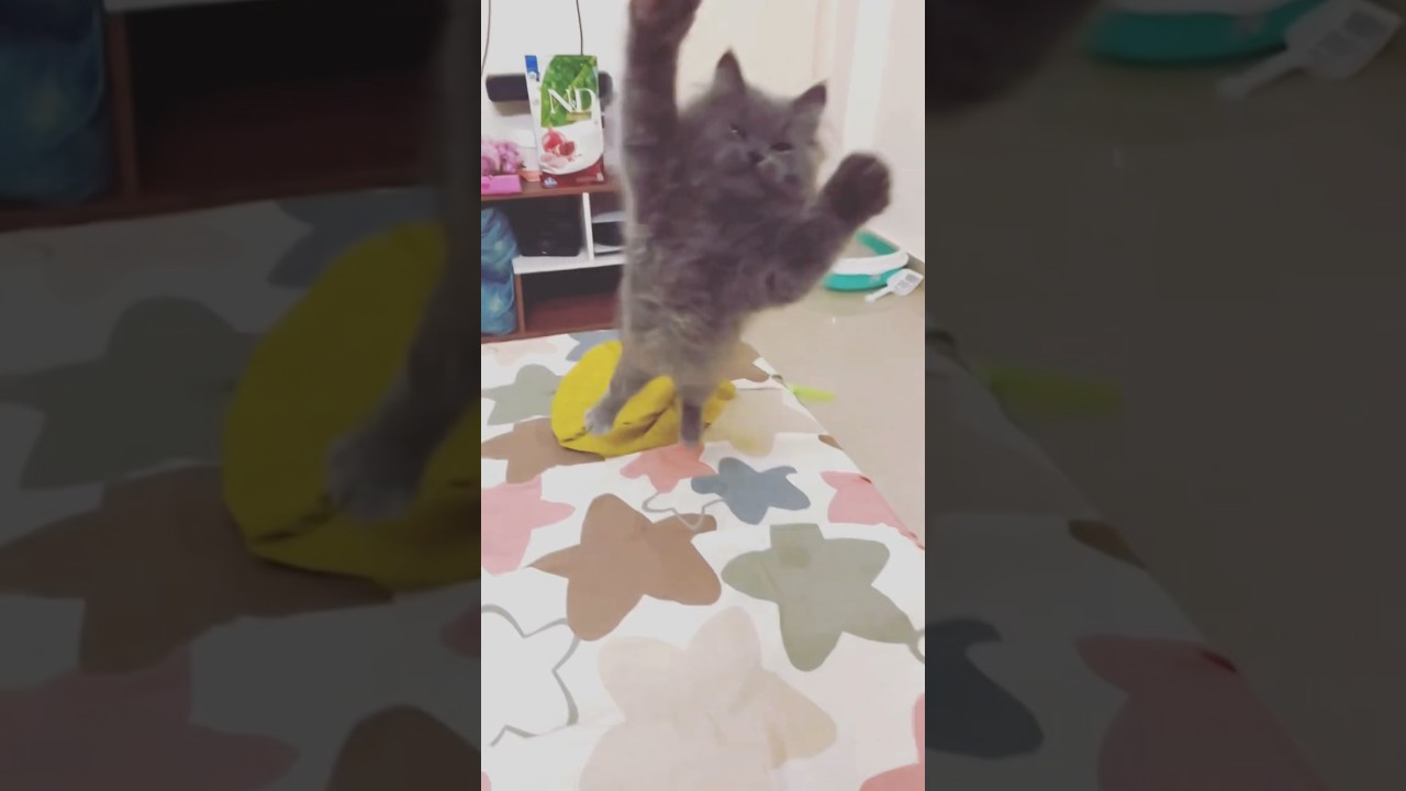Bodhidharma Cat: The Master of Yoga & Self-Defense! #cat #cuteanimal #persiancat