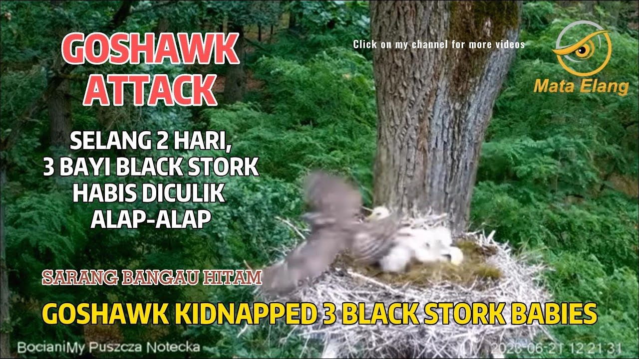 PENCULIKAN ANAK BANGAU OLEH ALAP-ALAP GOSHAWK,3 BAYI RAIB (musim 2023)